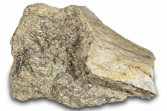 Hadrosaur Bone Section - Montana #287437